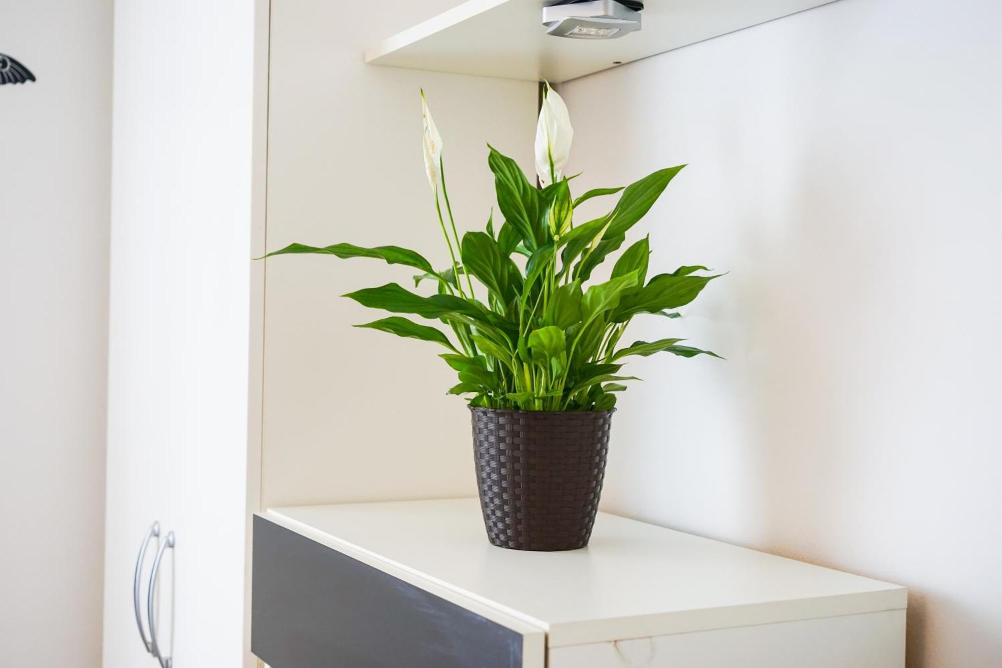 Floral Apartment ซาดาร์ ภายนอก รูปภาพ